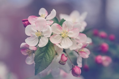 白色和粉色花瓣的特写照片